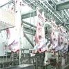 Halal Muslim Cow Abattoir Plant Bovine Beef Meat Processing for Slaughter House with High Quality