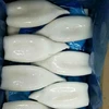 Factory direct sales 10kg/ctn Todarodes Squid Tube U5