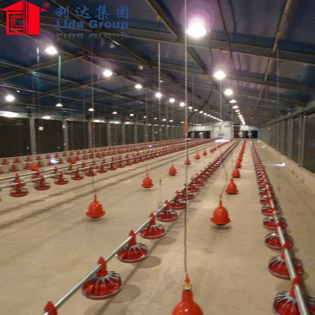 large span automatic poultry farm design for broiler chicken