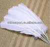 white turkey feather wings