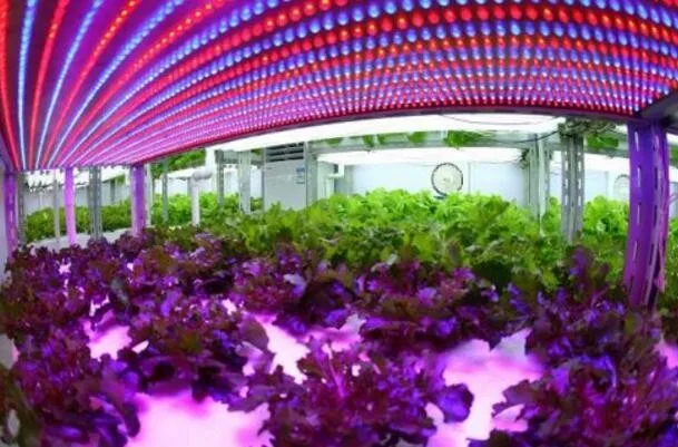 Тысячи различных цветов наполняли воздух. Мыльные пузыри с блестками. Оранжерея референс. Ветер плохо наполнял. Тысячи различных цветов наполняли воздух.