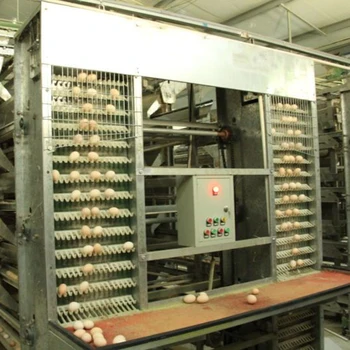  Chicken Coop Automatic Nontoxic Egg Collection Conveyor 