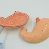 Wholesale cheap price laparoscopic visceral human stomach model