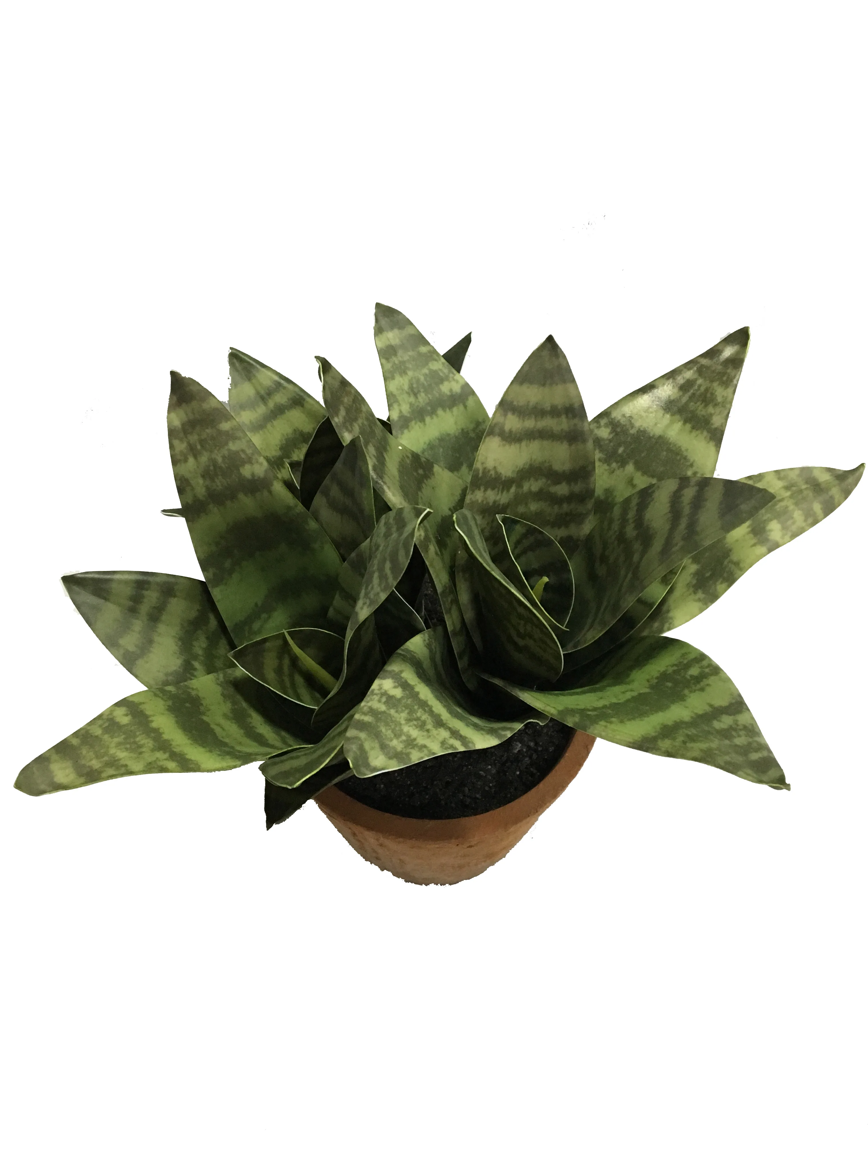 Delray 植物人造蛇植物sansevieria 与红砖盆 Buy Sansevieria 蛇植物与红砖盆 迷你sansevieria 室内植物product On Alibaba Com Delray 植物人造蛇植物sansevieria 与红砖盆 Buy Sansevieria 蛇植物与红砖盆 迷你sansevieria 室内植物product On Alibaba Com