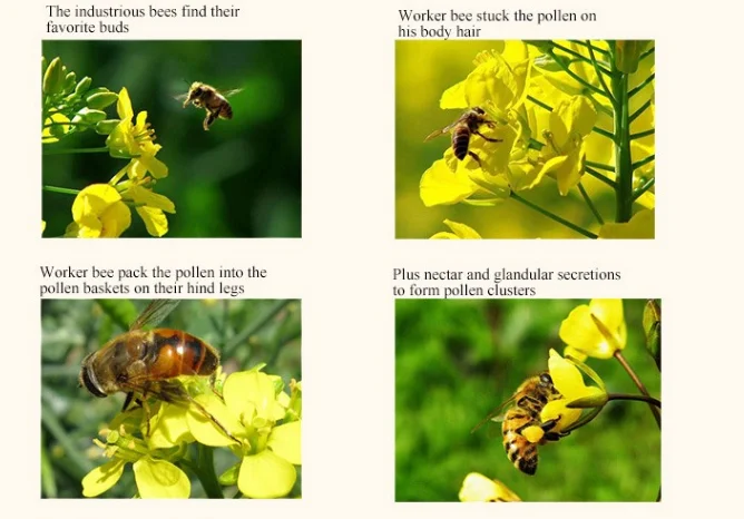High Quality Fresh Natural 100% Rape Flower Bee Pollen