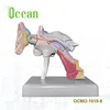 Human plastic ear model education display ear model mini size