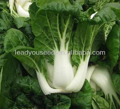 CC02 Lisan early maturity medium tall pakchoi seeds, Chinese cabbage seeds for planting, different types of seeds, quality vegetable seeds, pakchoi seeds, lead you seeds.jpg