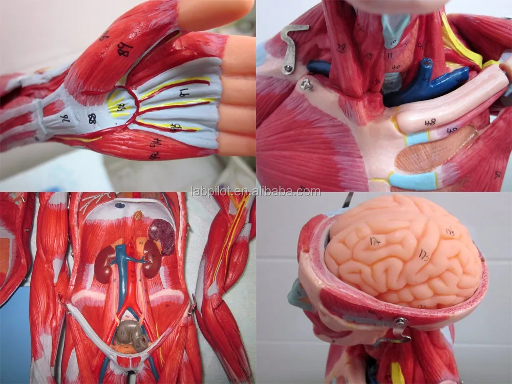 A11301 A11302-1 body muscle model.jpg