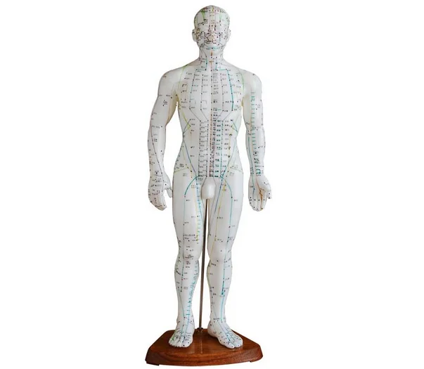 50cm Human Body Chinese Male Acupuncture Point Model - Buy Chinese ...