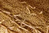 Soybean Seed | Extract | and Soybean Oil from South Africa