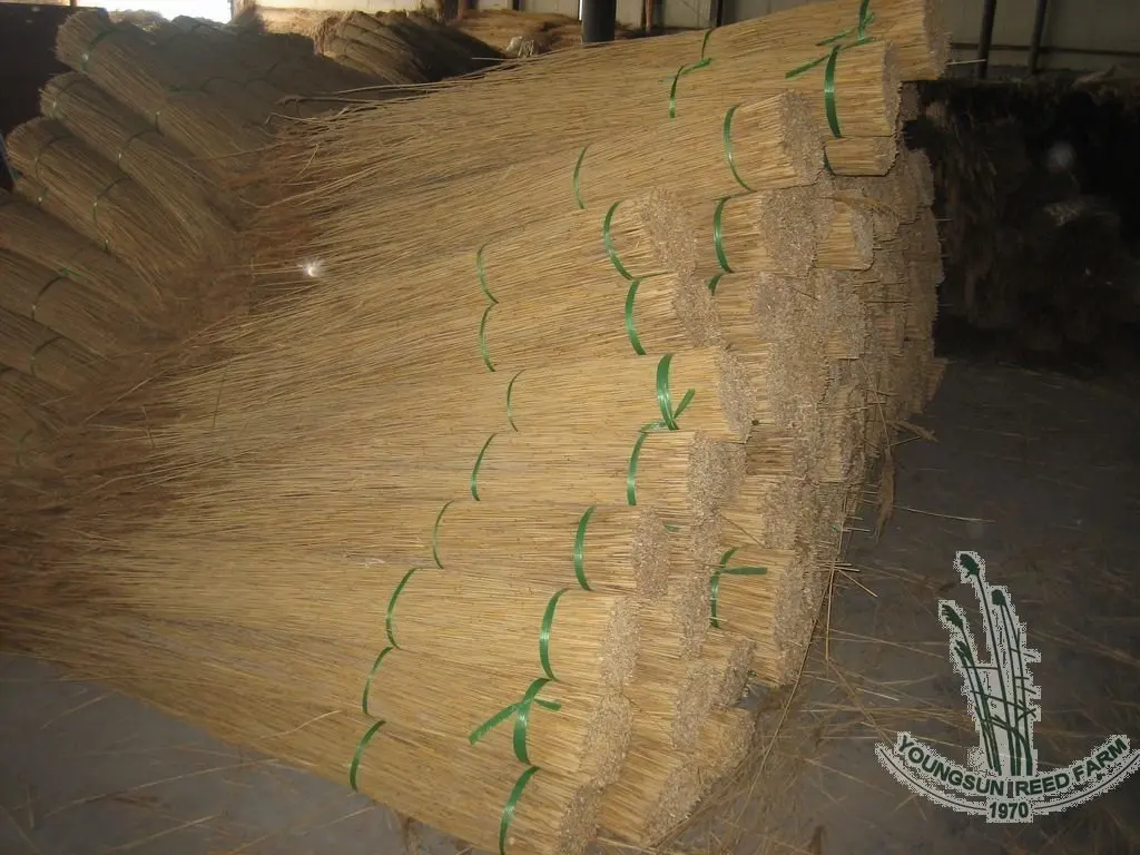 waterreed