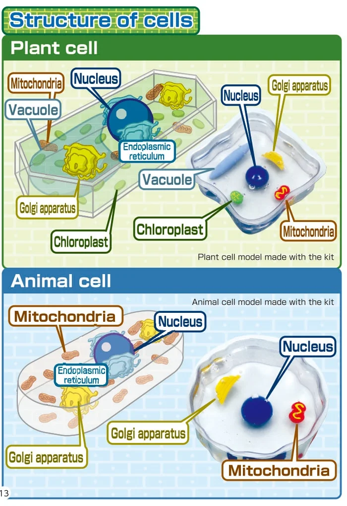 TXS-106 -Cell of life -12.jpg