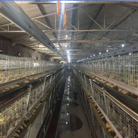 
Automatic layer cage for chicken broiler 