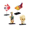 Human models kit