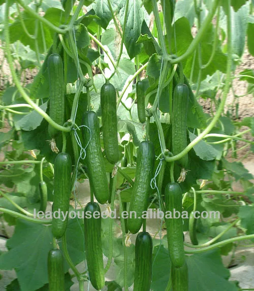 Hybrid f1 green fruit cucumber seedschinese cucumber seeds for growing seeds, cucumber seeds for planting seeds.jpg