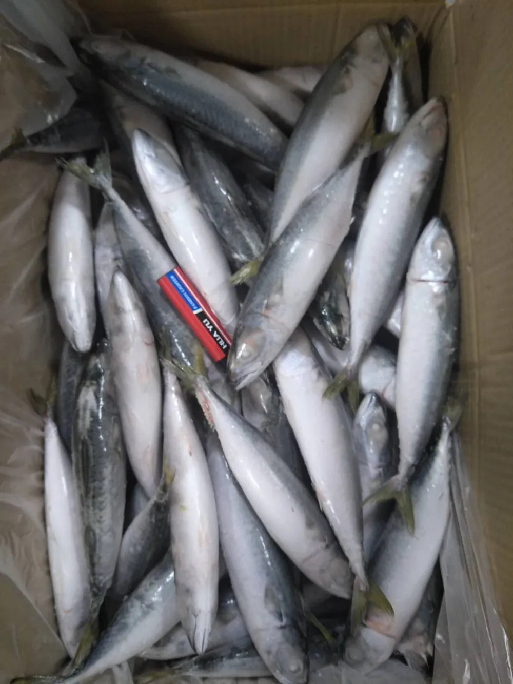 冷冻鱼冻太平洋鲭鱼