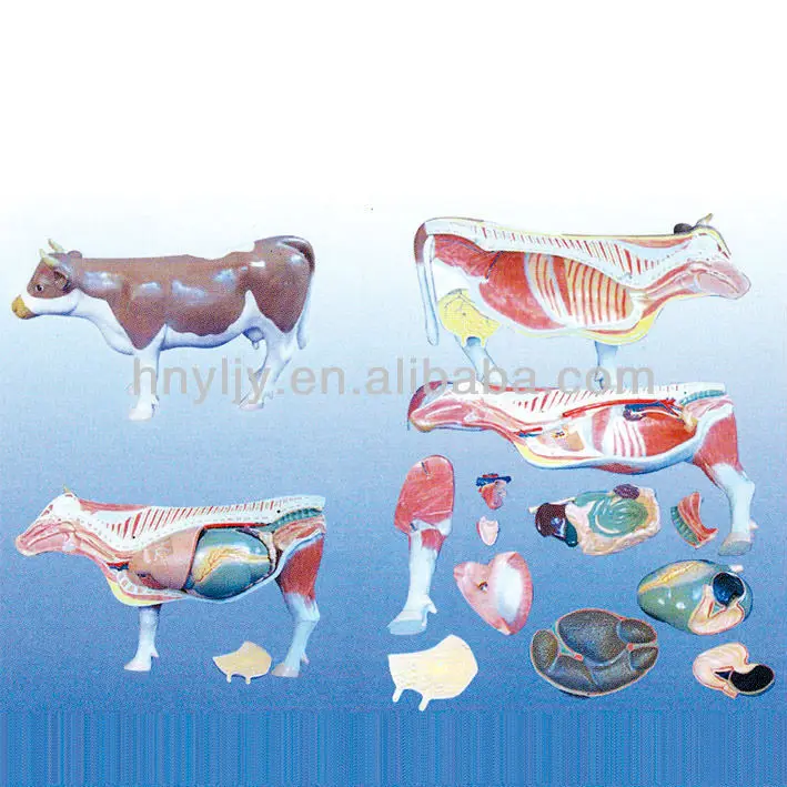 High Quality Teaching Cow Cattle Acupuncture Animal Anatomy Model For