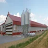 temporary steel structure drawing design chicken house buildings