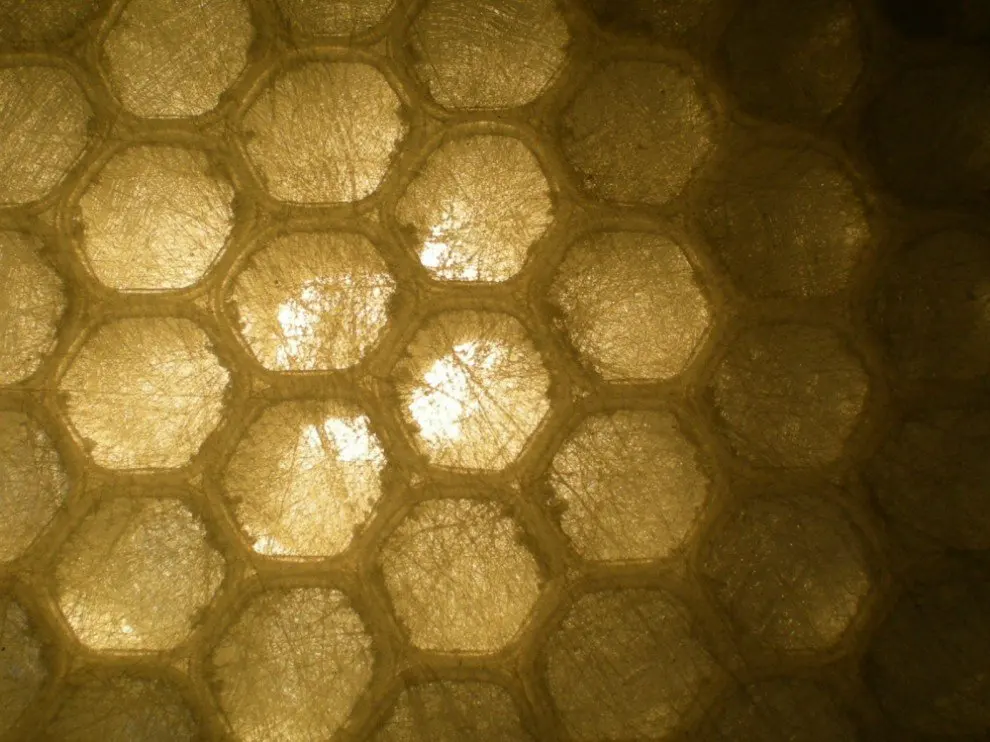 RSCN2947_conew1.jpg