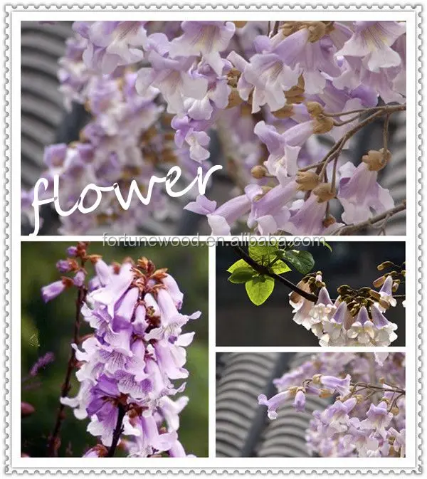 Fast Growing Paulownia Shan Tong Root Stump for Growing