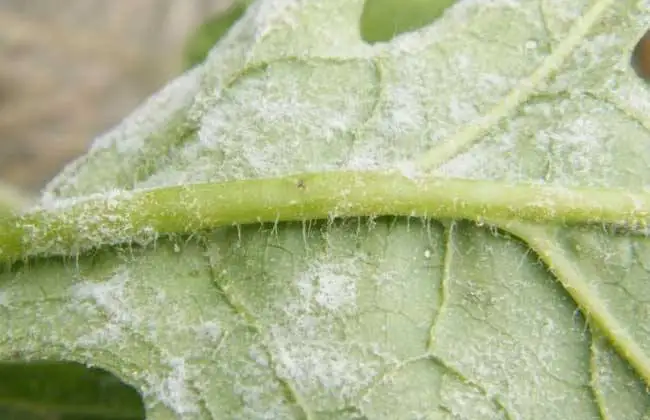 bio-fungicide tingsun(osthole 0.