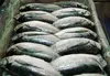 WE ARE TRADERS OF FROZEN SEA FOOD LIKE MACKEREL AND MANY MORE CONTACT BACK FOR YOUR DEMAND.