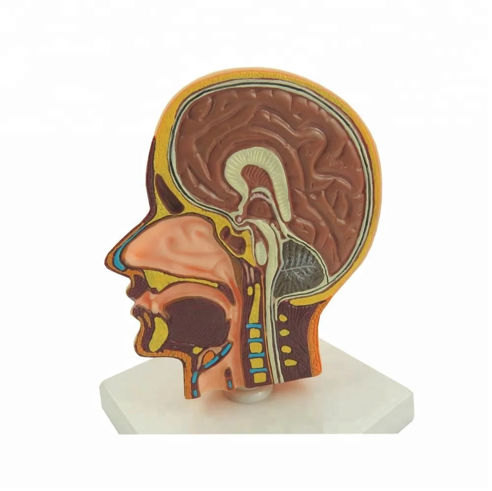 半3d 模型塑料玩具半大脑模型与脖子