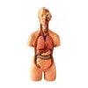 19 parts 55cm medical science human body model with internal organs, Bisexual human anatomoical model