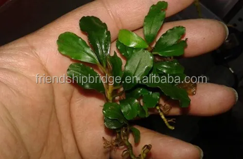 Bucephalandra 5.jpg