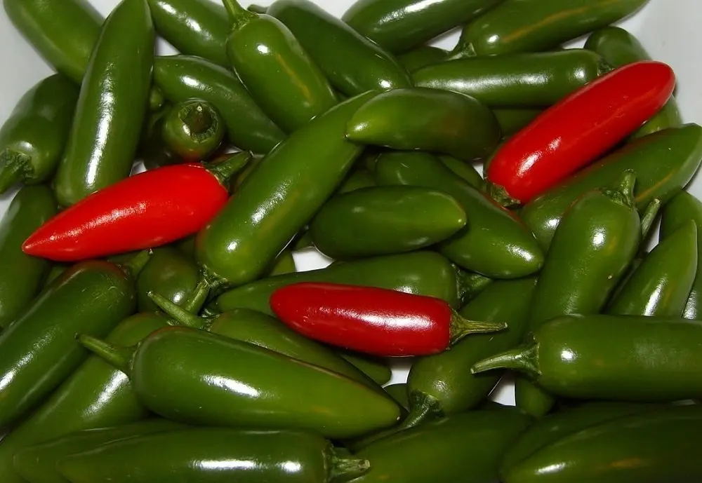 Serrano Hot Pepper 4 Plants - Great for Salsa! 
