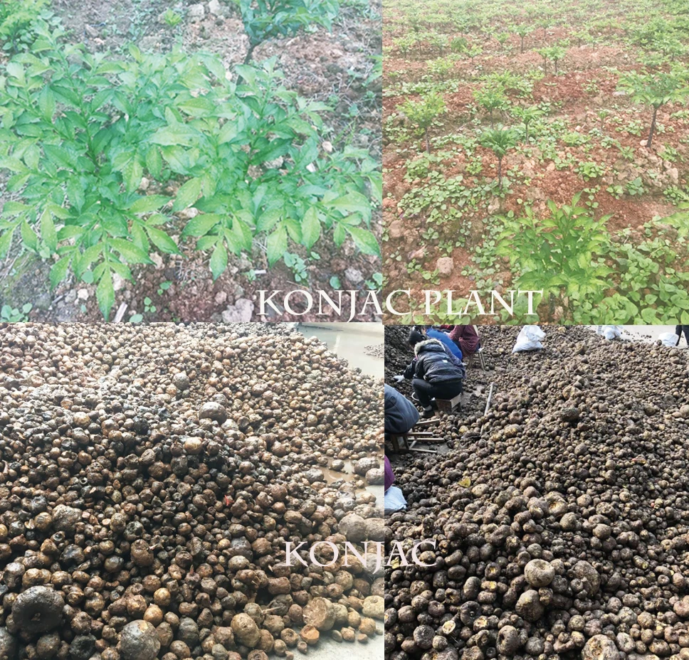 konjac 