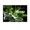 Spirulina Alkaline Powerhouse anti colon cancer fresh spirulina best super food High Iron content