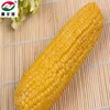 Super Sweet Corn with 24pcs per box