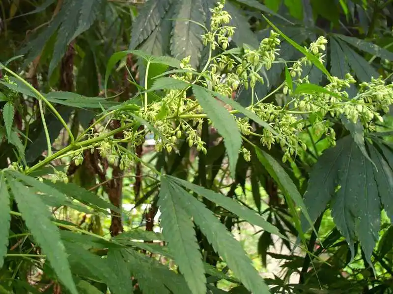 Hemp seed extract 4.jpg