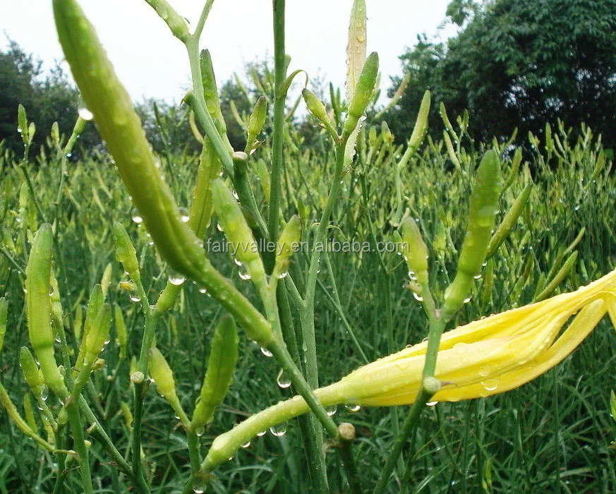 発芽率の高いhemerocallis Citrina Baroni種子 成長のためのユリ種子 Buy Hemerocallis Citrina Baroni種子 ニッコウキスゲの種子 Hemerocallis Citrina Product On Alibaba Com