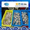 IQF frozen big size clams with shell for faster delivery