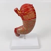 Medical teaching human organs belt introduction stomach anatomical model