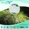 Bulk pine bee pollen TOP SUPPLIER