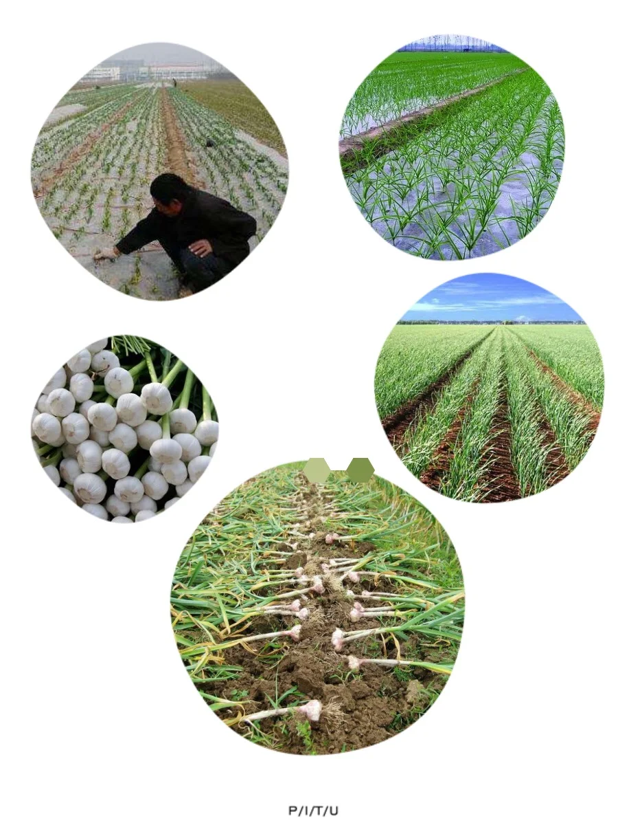 garlic production.jpg
