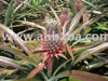Malaysia Fresh Pineapple N36