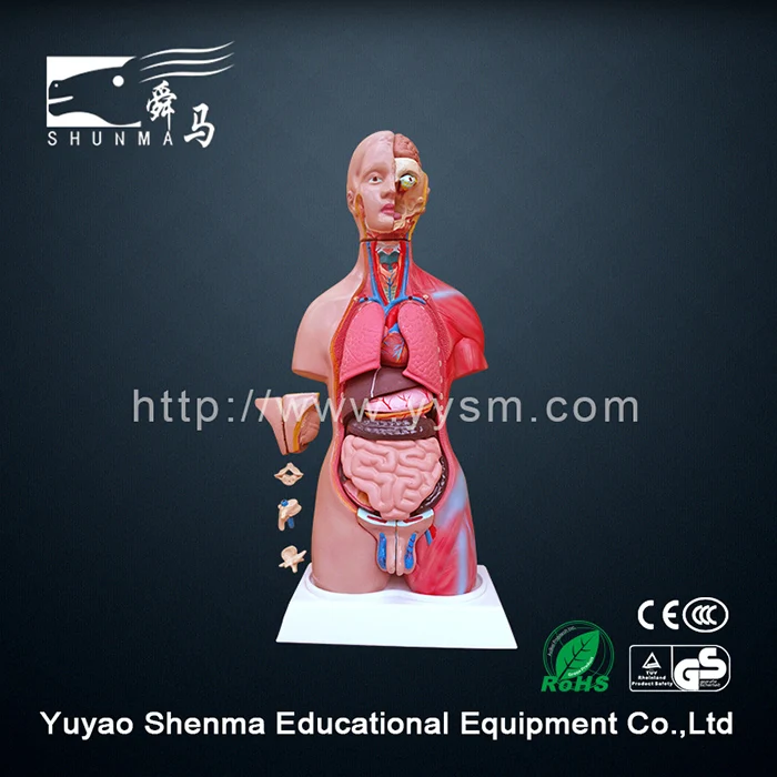 Biological Laboratory Human Torso Anatomical Model 85cm Female Torso