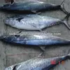 fresh salted fish cod