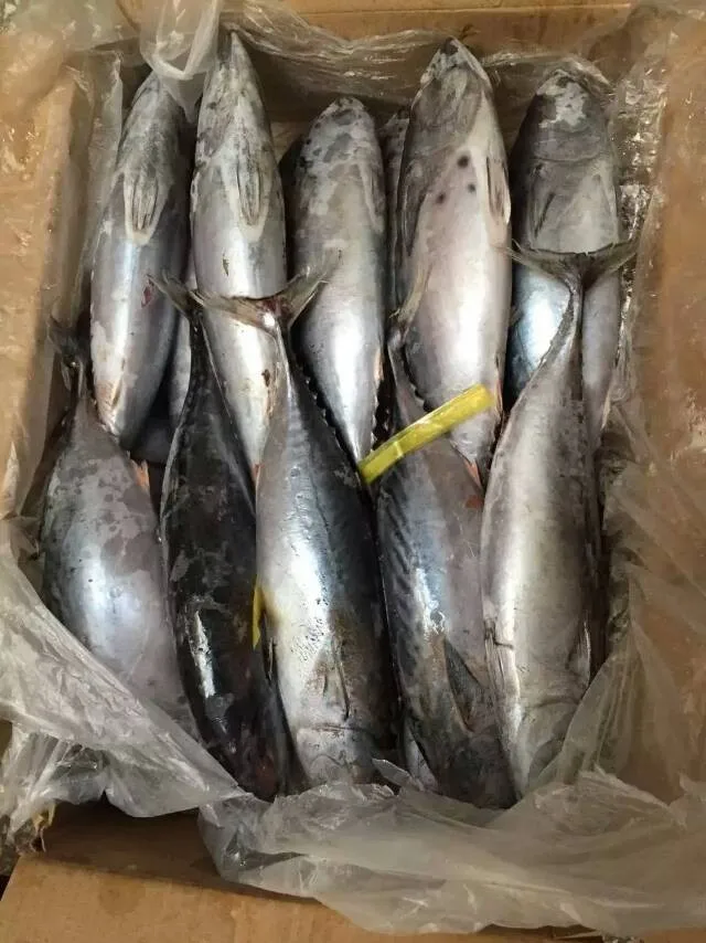 Frozen Bonito Tuna Fish 1501500g Baby Tuna Size Buy Tuna,Baby Tuna