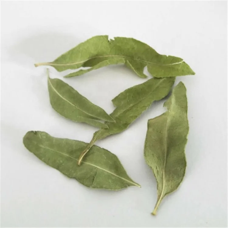 Chinese Natural Apocynum venetum leaf /bluish dogbane leaf /kender leaf tea on sales - 4uTea | 4uTea.com
