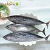 Fresh Sea Frozen Bonito Fish With Prices