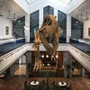 Life size dinosaur t rex skeleton model for sell