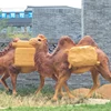 /product-detail/life-size-camel-decoration-animal-fiberglass-statue-62048162899.html