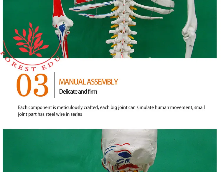 10 Life size skeleton.jpg