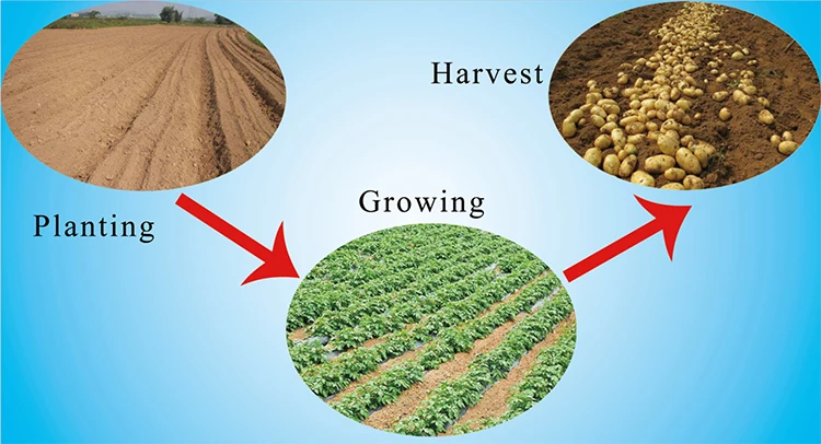 potato seeder