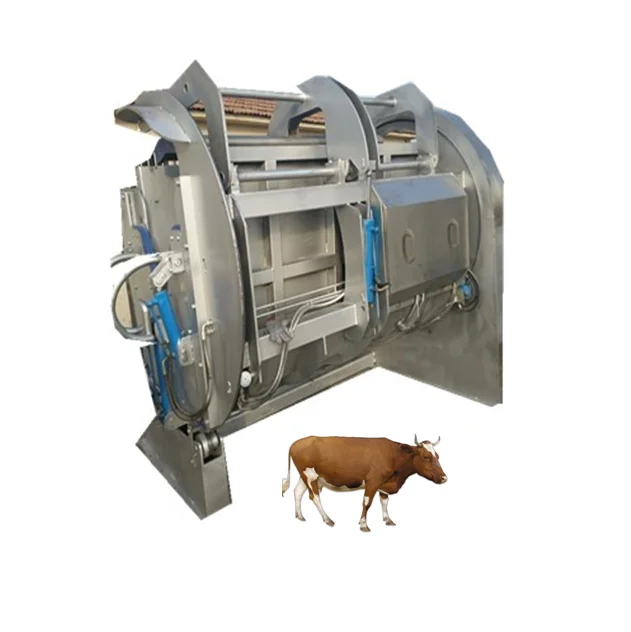 Cattle Cow Abattoir Butcher Beef Slaughter Line Bull Killing Buffalo